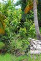 Bois de golette. DORATOXYLON apetalum. Madagascar et mascareigne. Sapindaceae. 7-8m